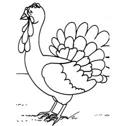 Pavo #7730