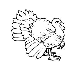 Pavo #7732