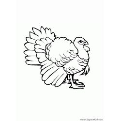 Pavo #7733