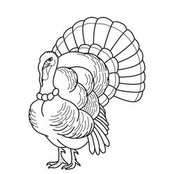 Pavo #7737