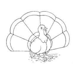 Pavo #7738