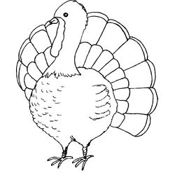 Pavo #7741