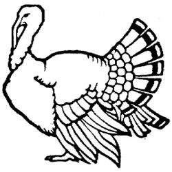 Pavo #7745