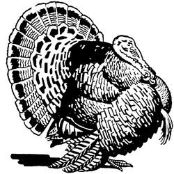Pavo #7746