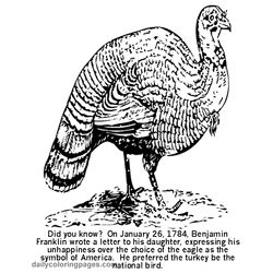 Pavo #7747