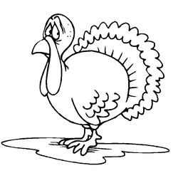 Pavo #7749