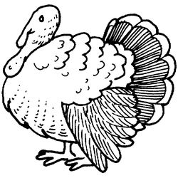 Pavo #7751