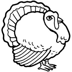 Pavo #7753