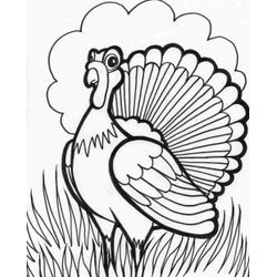 Pavo #7754