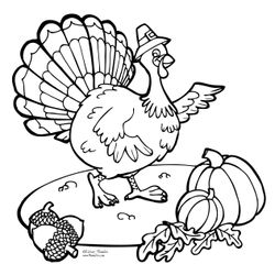 Pavo #7758