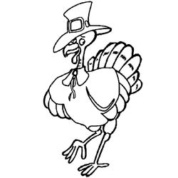 Pavo #7760
