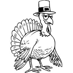 Pavo #7764