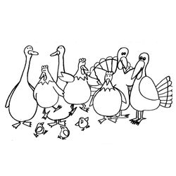 Pavo #7765