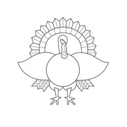 Pavo #7772
