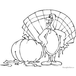 Pavo #7775