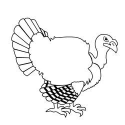 Pavo #7776