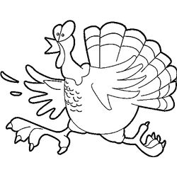 Pavo #7783