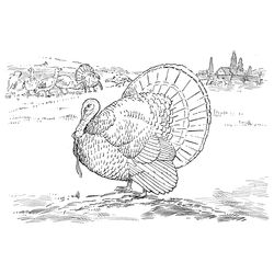Pavo #7784