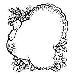 Pavo #7786