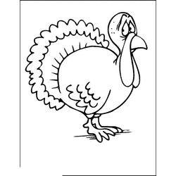 Pavo #7787