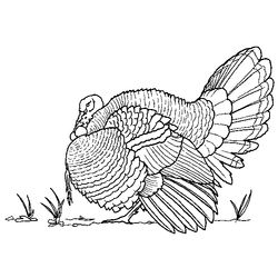 Pavo #7789