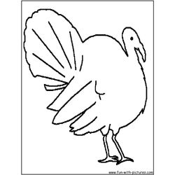 Pavo #7792