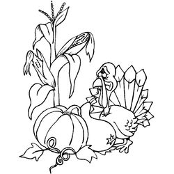 Pavo #7793