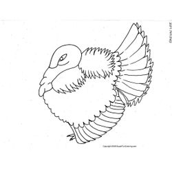 Pavo #7795