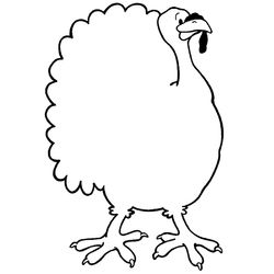 Pavo #7797