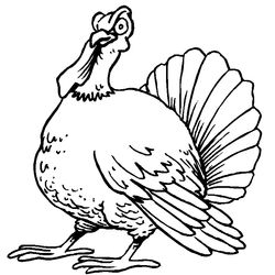 Pavo #7798