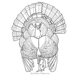 Pavo #7802