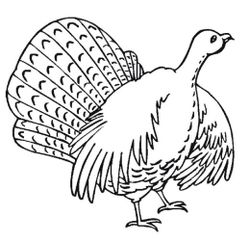 Pavo #7816