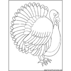 Pavo #7824