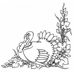 Pavo #7827