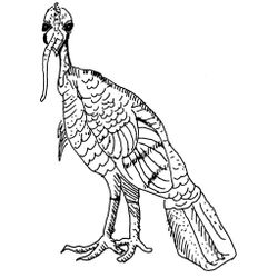 Pavo #7829