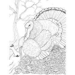 Pavo #7832
