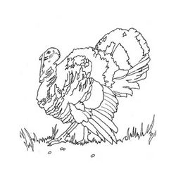 Pavo #7833