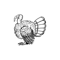 Pavo #7834