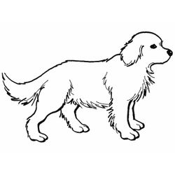 Perro #7841
