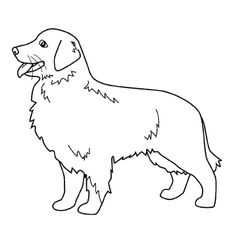 Perro #7846