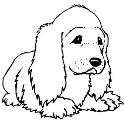 Perro #7848