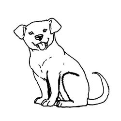 Perro #7849