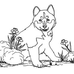 Perro #7850