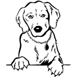 Perro #7854