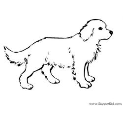 Perro #7858