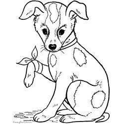 Perro #7859