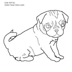 Perro #7879