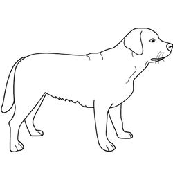 Perro #7898