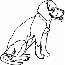 Perro #7904
