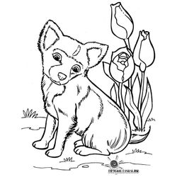 Perro #7905